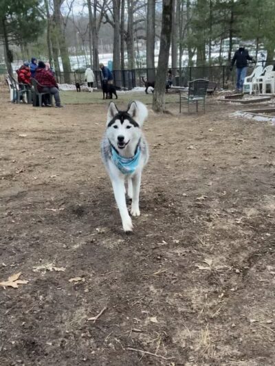 Manchester Dog Park - Manchester, CT