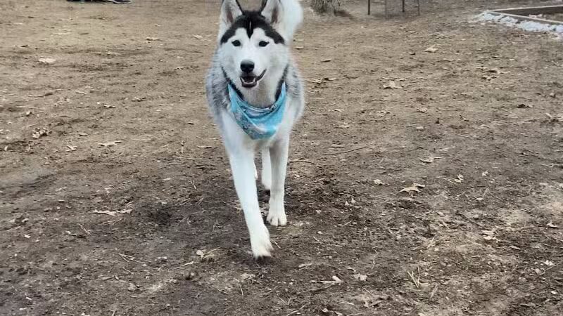 Manchester Dog Park - Manchester, CT