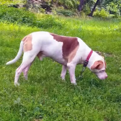 Manchester Dog Park - Manchester, CT
