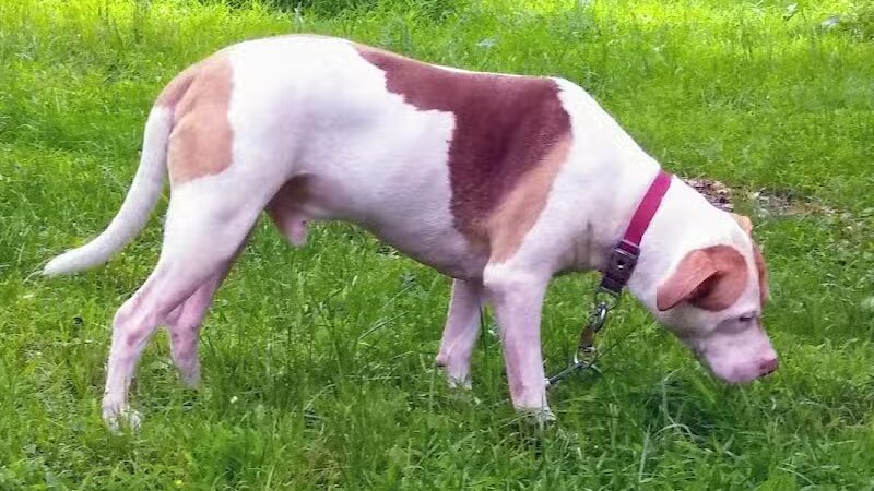 Manchester Dog Park - Manchester, CT