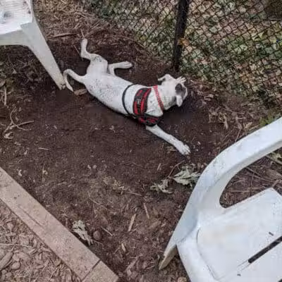 Manchester Dog Park - Manchester, CT