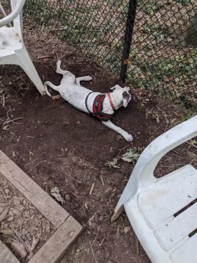 Manchester Dog Park - Manchester, CT