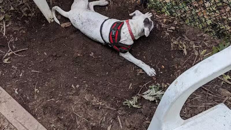 Manchester Dog Park - Manchester, CT