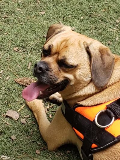 Manchester Dog Park - Manchester, CT