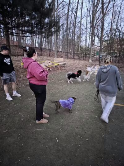 Manchester Dog Park - Manchester, CT
