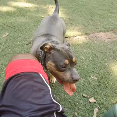 Manchester Dog Park - Manchester, CT