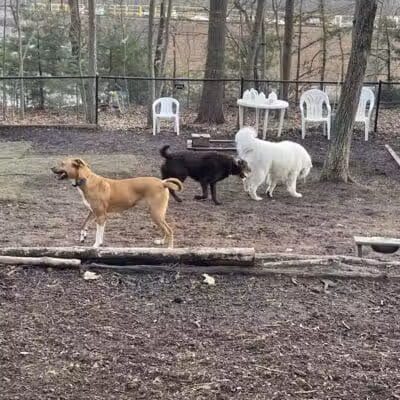 Manchester Dog Park - Manchester, CT