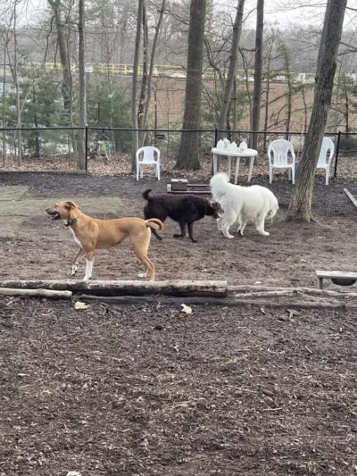 Manchester Dog Park - Manchester, CT