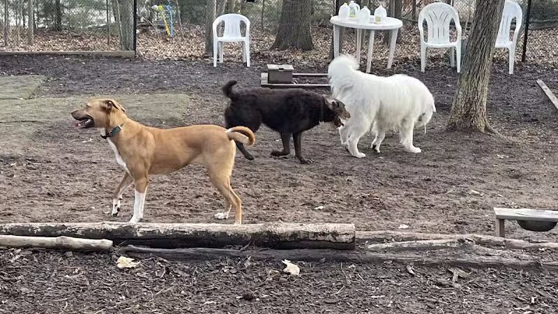 Manchester Dog Park - Manchester, CT