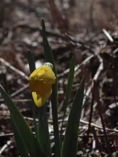 Fox Glen Park - Mansfield, OH