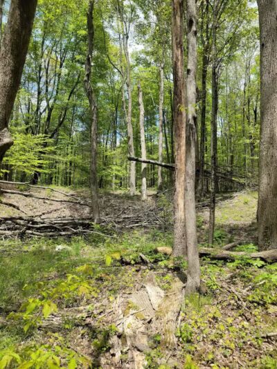 Gorman Nature Center - Mansfield, OH