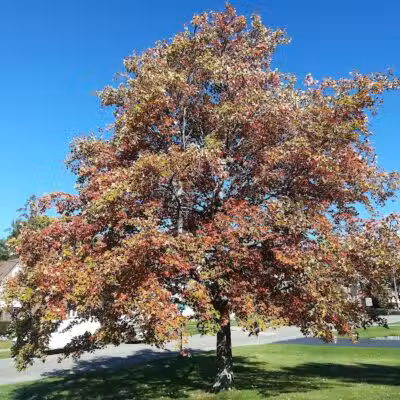 Maple Lake Park - Mansfield, OH