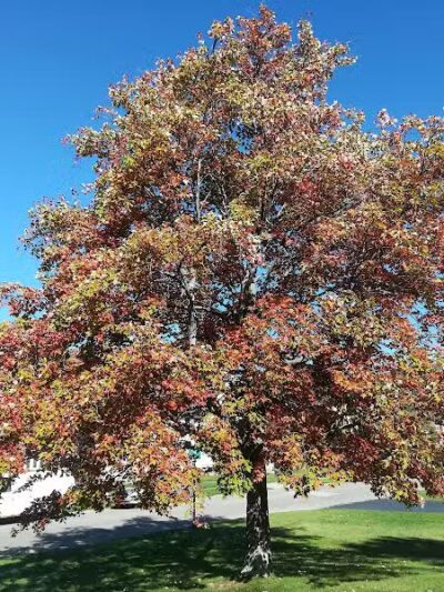 Maple Lake Park - Mansfield, OH