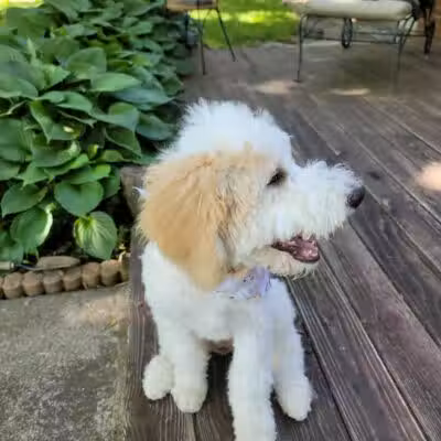 Mohican Kennels - Mansfield, OH
