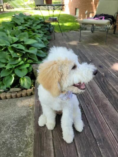 Mohican Kennels - Mansfield, OH