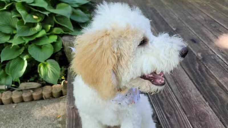 Mohican Kennels - Mansfield, OH