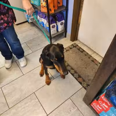 Mohican Kennels - Mansfield, OH