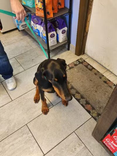 Mohican Kennels - Mansfield, OH