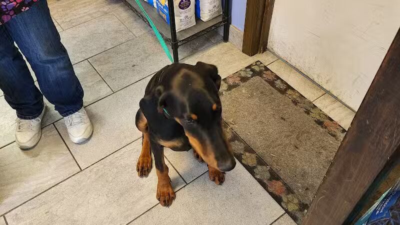 Mohican Kennels - Mansfield, OH