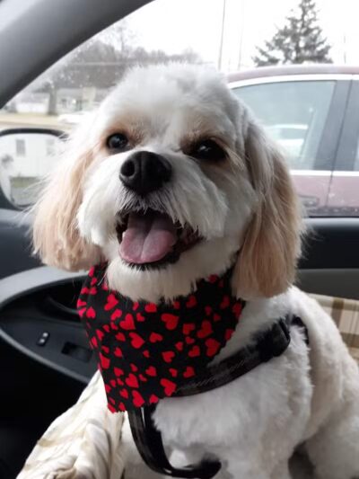 Mohican Kennels - Mansfield, OH