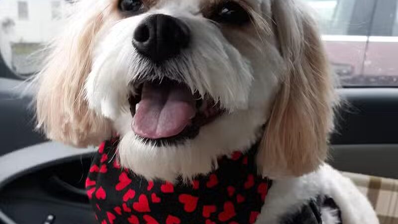 Mohican Kennels - Mansfield, OH