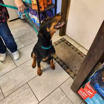 Mohican Kennels - Mansfield, OH