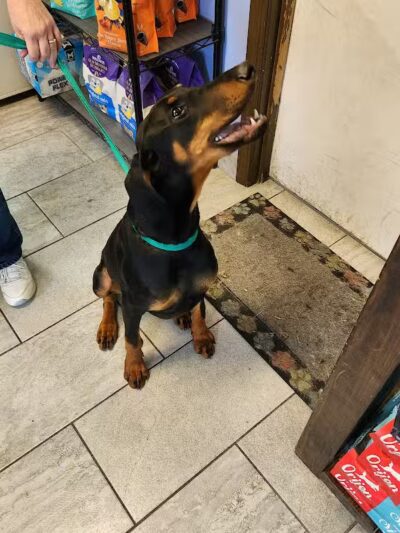 Mohican Kennels - Mansfield, OH