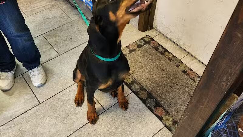 Mohican Kennels - Mansfield, OH