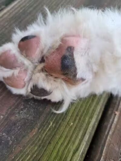 Mohican Kennels - Mansfield, OH