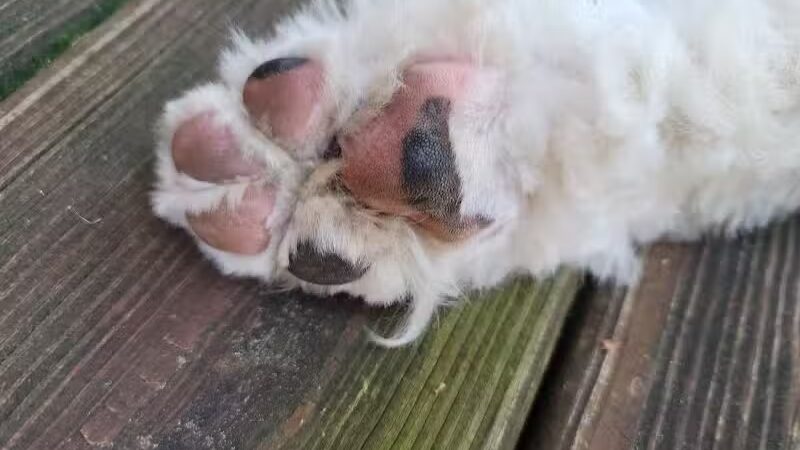 Mohican Kennels - Mansfield, OH