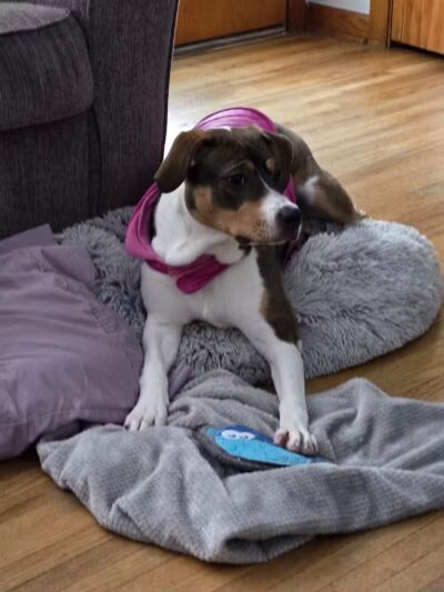 Mohican Kennels - Mansfield, OH