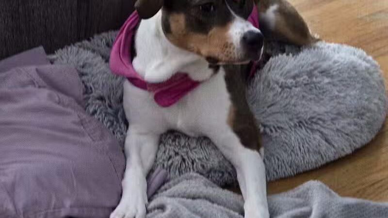 Mohican Kennels - Mansfield, OH