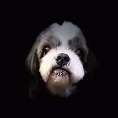 Mohican Kennels - Mansfield, OH