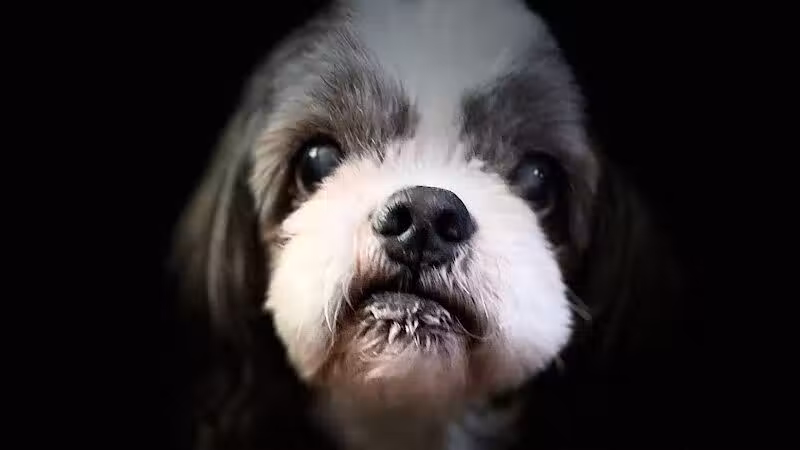 Mohican Kennels - Mansfield, OH