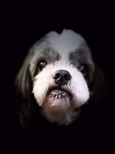 Mohican Kennels - Mansfield, OH