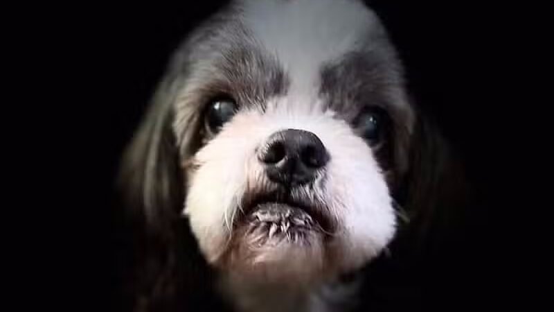 Mohican Kennels - Mansfield, OH