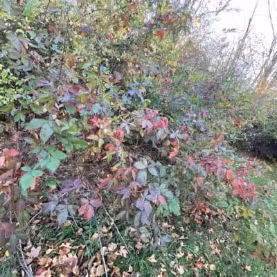 Sterkel Park - Mansfield, OH