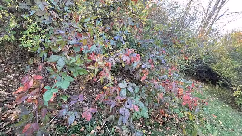 Sterkel Park - Mansfield, OH