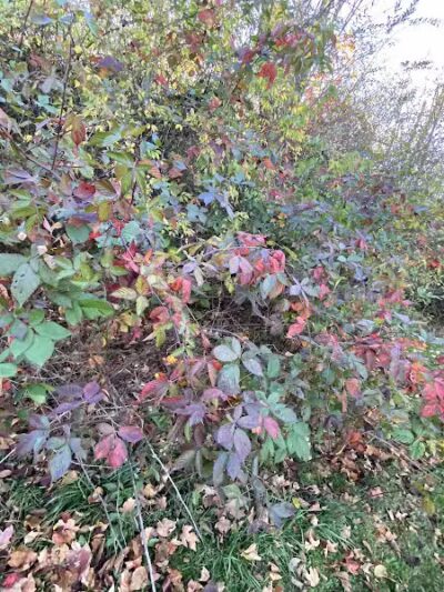 Sterkel Park - Mansfield, OH