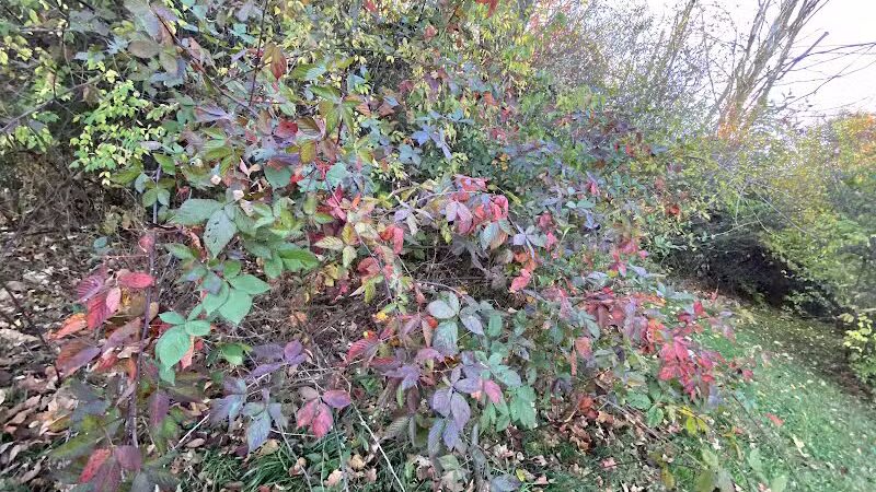 Sterkel Park - Mansfield, OH