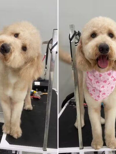 ZZ Dogs and Paws - Mansfield, OH