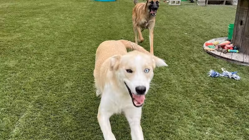 ZZ Dogs and Paws - Mansfield, OH