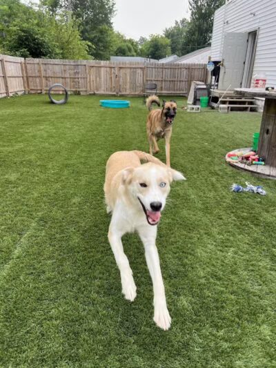 ZZ Dogs and Paws - Mansfield, OH