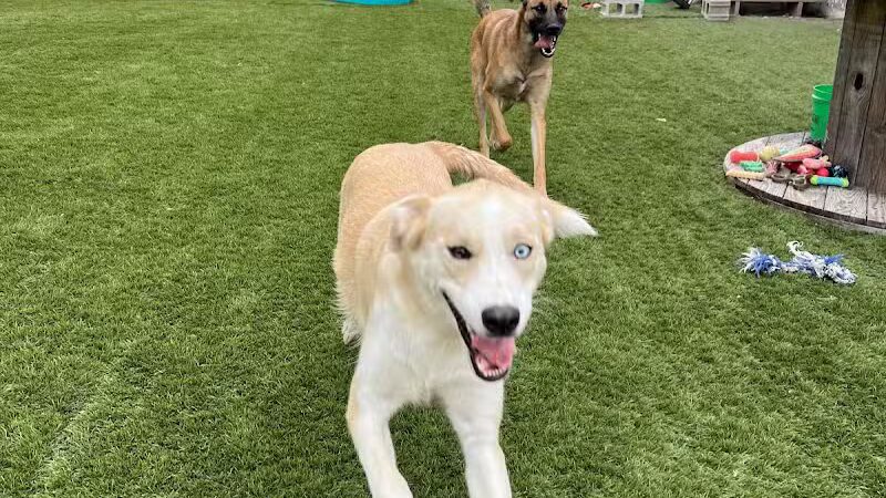 ZZ Dogs and Paws - Mansfield, OH