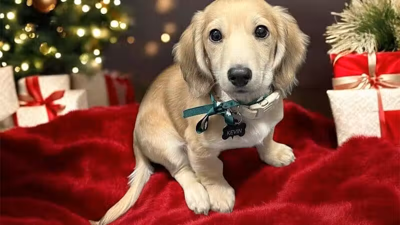 ZZ Dogs and Paws - Mansfield, OH