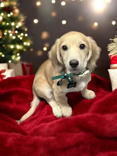 ZZ Dogs and Paws - Mansfield, OH