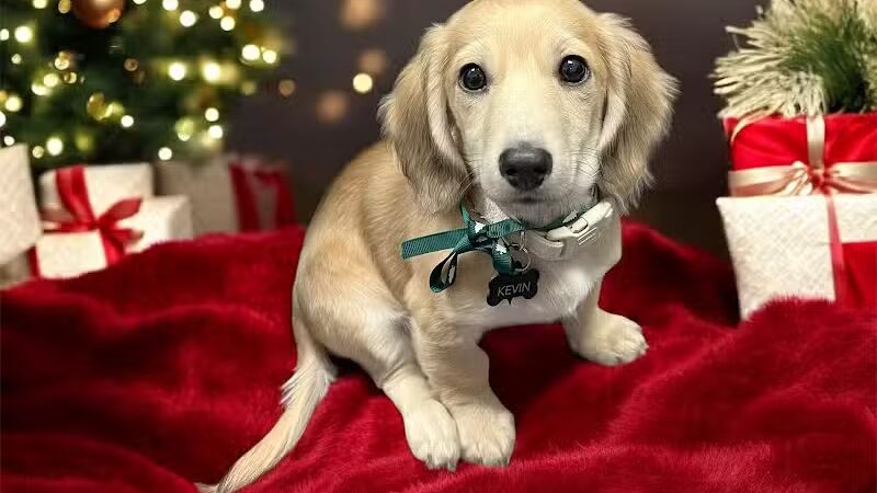 ZZ Dogs and Paws - Mansfield, OH