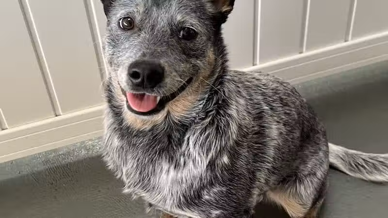 ZZ Dogs and Paws - Mansfield, OH
