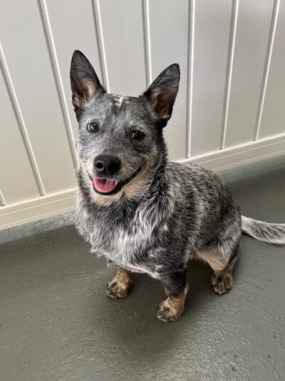 ZZ Dogs and Paws - Mansfield, OH