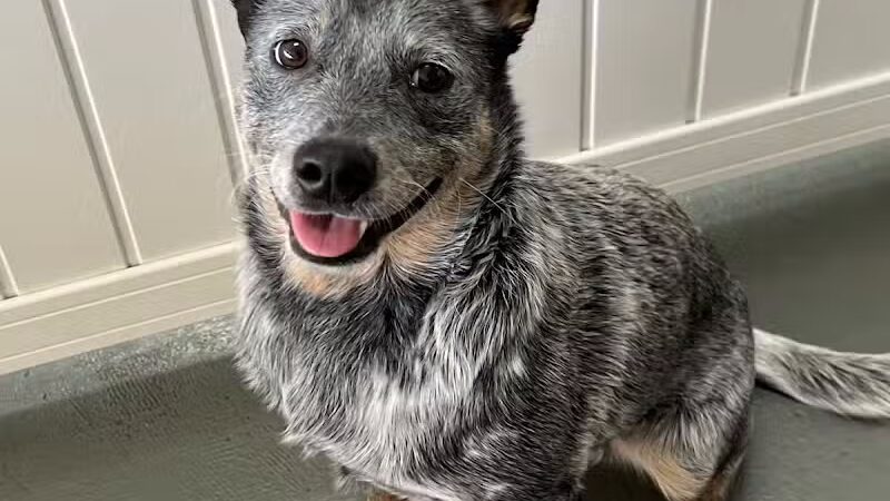 ZZ Dogs and Paws - Mansfield, OH